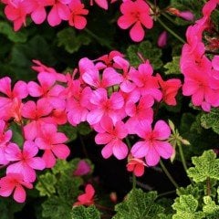 Poz Çiçeği Tohumu Pembe Renk (50 tohum)