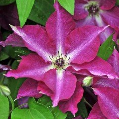 Tüplü Clematis Viva Polonia Klematis Çiçeği Fidanı