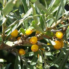 Sarı Tüplü Elaeagnus Umbellata Güz Zeytini Fidanı