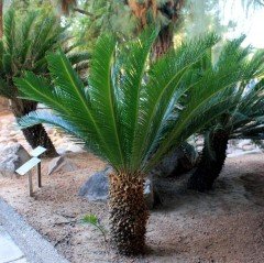 Tüplü Sikas Cycas Ağacı Fidanı (5 Yaş Saksılı)