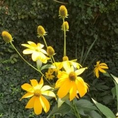 Golden Nadir Elegance Rudbekya Çiçeği Tohumu (50 tohum)