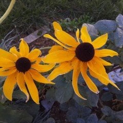 Rudbekya Çiçeği Kahverengil Gözlü Tohumu (100 tohum)