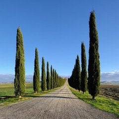 Tüplü Cupressus Sempervirens Kara Servi Fidanı (20-40 cm)