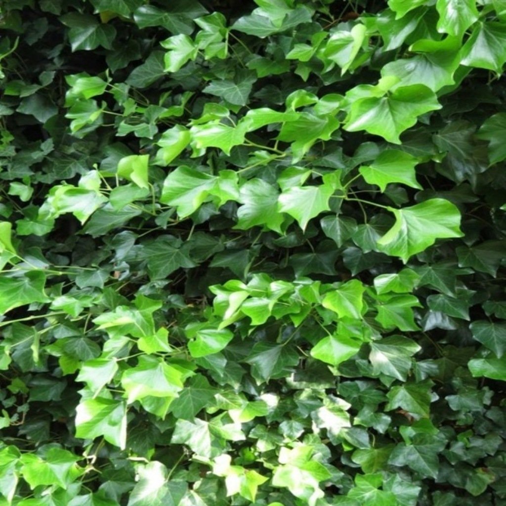 Tüplü Hedera Helix Vantuzlu Yeşil Duvar Sarmaşığı Fidanı