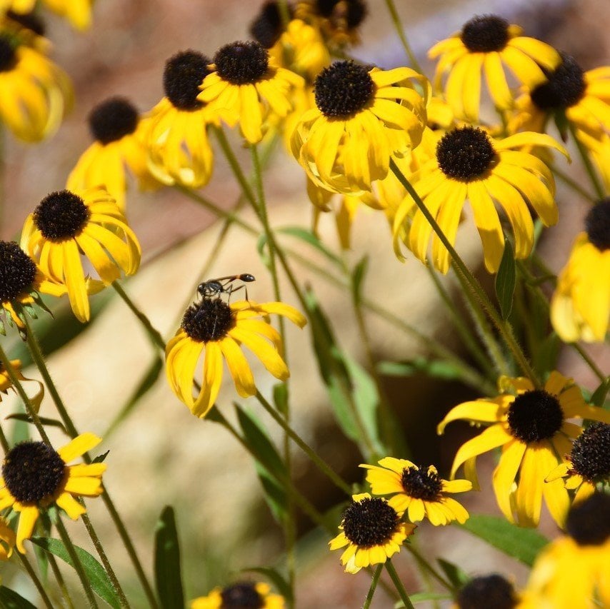 Rudbekya (Rudbeckia) Golden Güneş Şapkası Çiçeği Tohumu (100