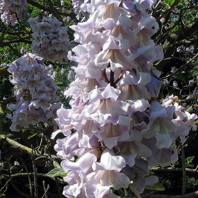 Tüplü Yoğun Kokulu Beyaz Çiçekli Paulownia Fortunei Fidanı