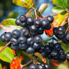 10 Adet Tüplü Doğal Siyah Chokoberry Aronya (Aronia) Fidanı (15-30 cm)