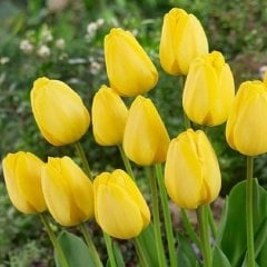 Golden Parade Sarı Lale Soğanı (5 Adet)