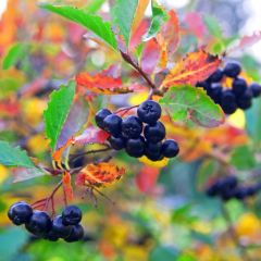 20 Adet Tüplü Doğal Siyah Chokoberry Aronya (Aronia) Fidanı (15-30 cm)