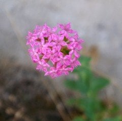 Silene Nakil Çiçeği Tohumu Lila Renkli (50 tohum)