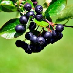 20 Adet Tüplü Doğal Siyah Chokoberry Aronya (Aronia) Fidanı (15-30 cm)