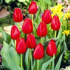 Hollandia Kırmızı Lale Soğanı (5 Adet)