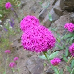 Silene Çiçeği (Nakil Çiçeği) Tohumu Çingene Pembesi (1000 tohum)