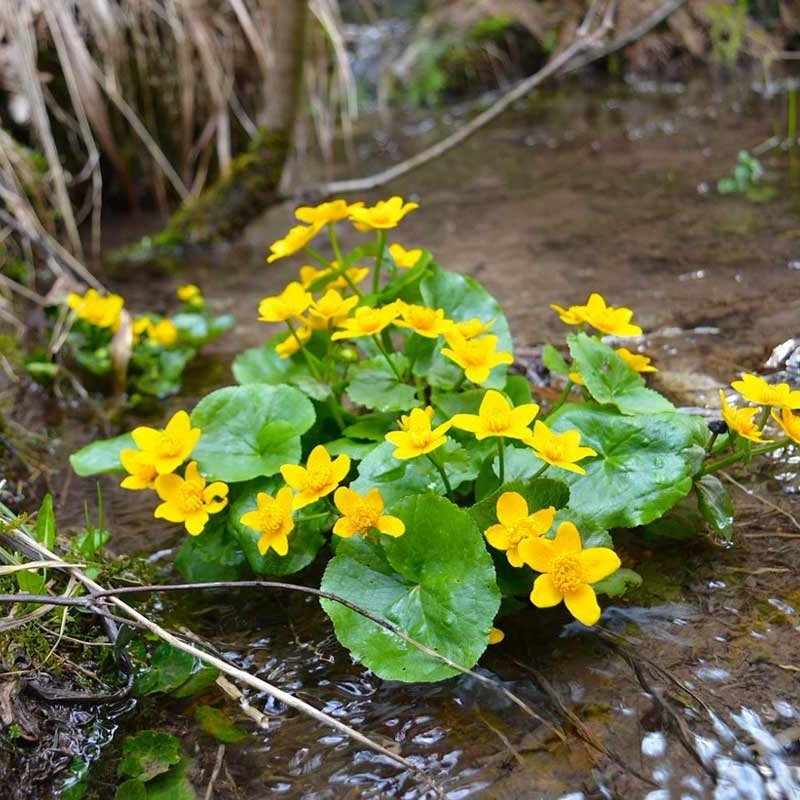 Bodur Yellow Beauty Kadife Çiçeği Tohumu (20 tohum)
