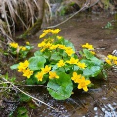 Bodur Yellow Beauty Kadife Çiçeği Tohumu (20 tohum)
