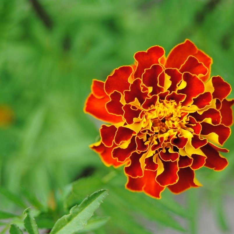 Kırmızı Sarı Tagetes Çiçeği Tohumu (50 adet)