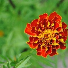 Kırmızı Sarı Tagetes Çiçeği Tohumu (50 adet)