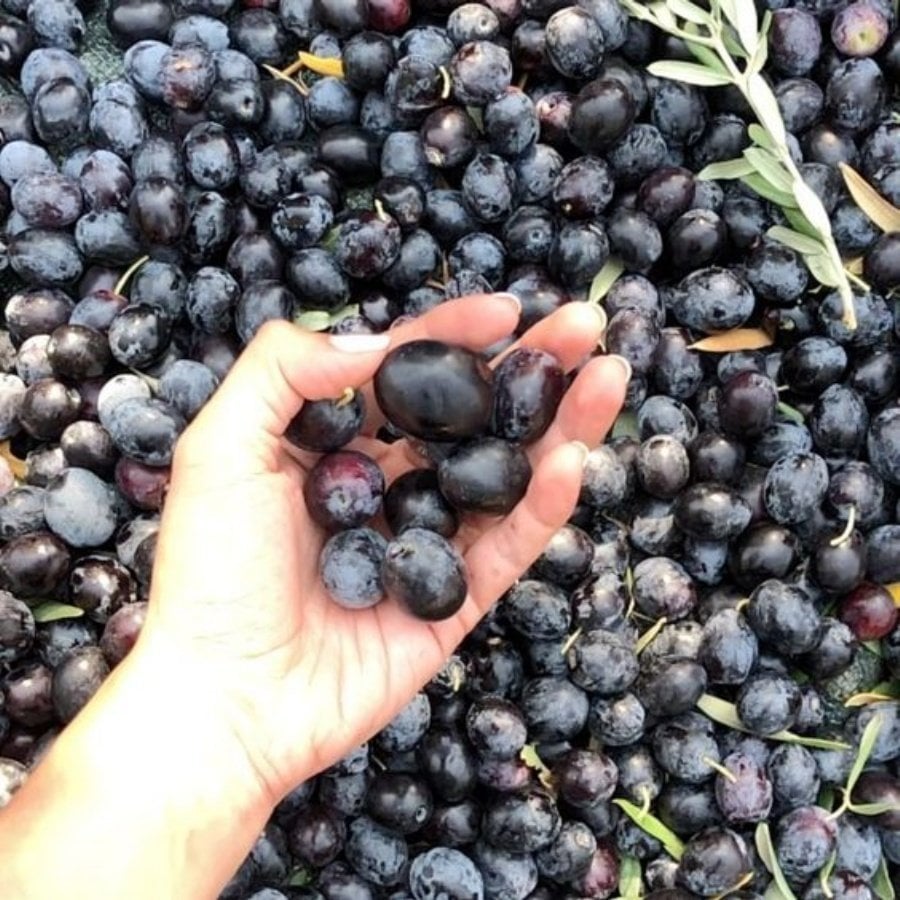 Tüplü Salamuralık Gemlik Zeytin Fidanı