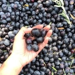 Tüplü Salamuralık Gemlik Zeytin Fidanı