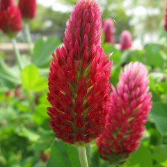 Trifolium Çiçeği Tohumu Red Love (50 tohum)