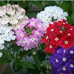 Yer Minesi (Verbena) Çiçeği Tohumu Karışık Renkli (100)