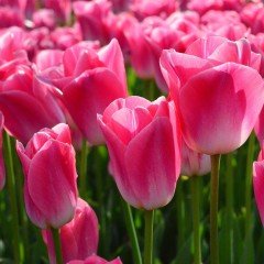 Dynasty Şeker Pembe Lale Soğanı (5 Adet)