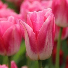 Dynasty Şeker Pembe Lale Soğanı (5 Adet)