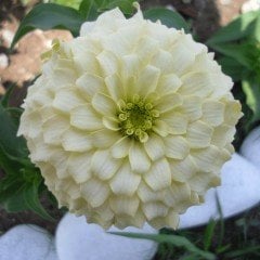 İsabellina Zinya Çiçeği Tohumu Dahlia (40 tohum)