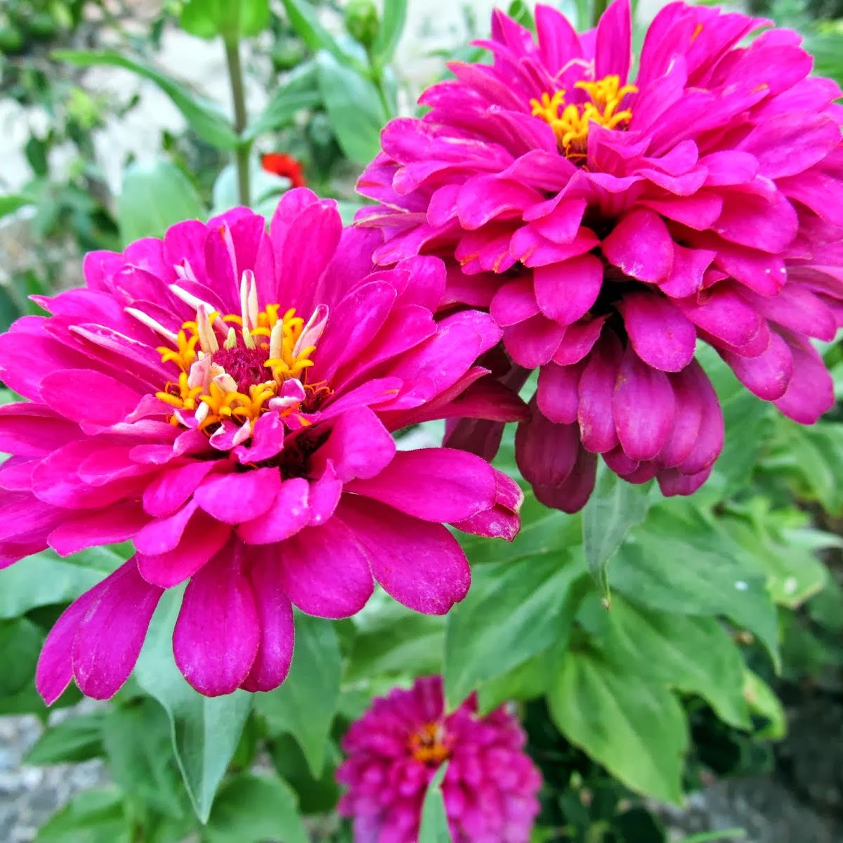 Violet Dahlia Çiçekli Quen Zinya Çiçeği Tohumu (40 tohum)
