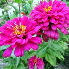 Violet Dahlia Çiçekli Quen Zinya Çiçeği Tohumu (40 tohum)