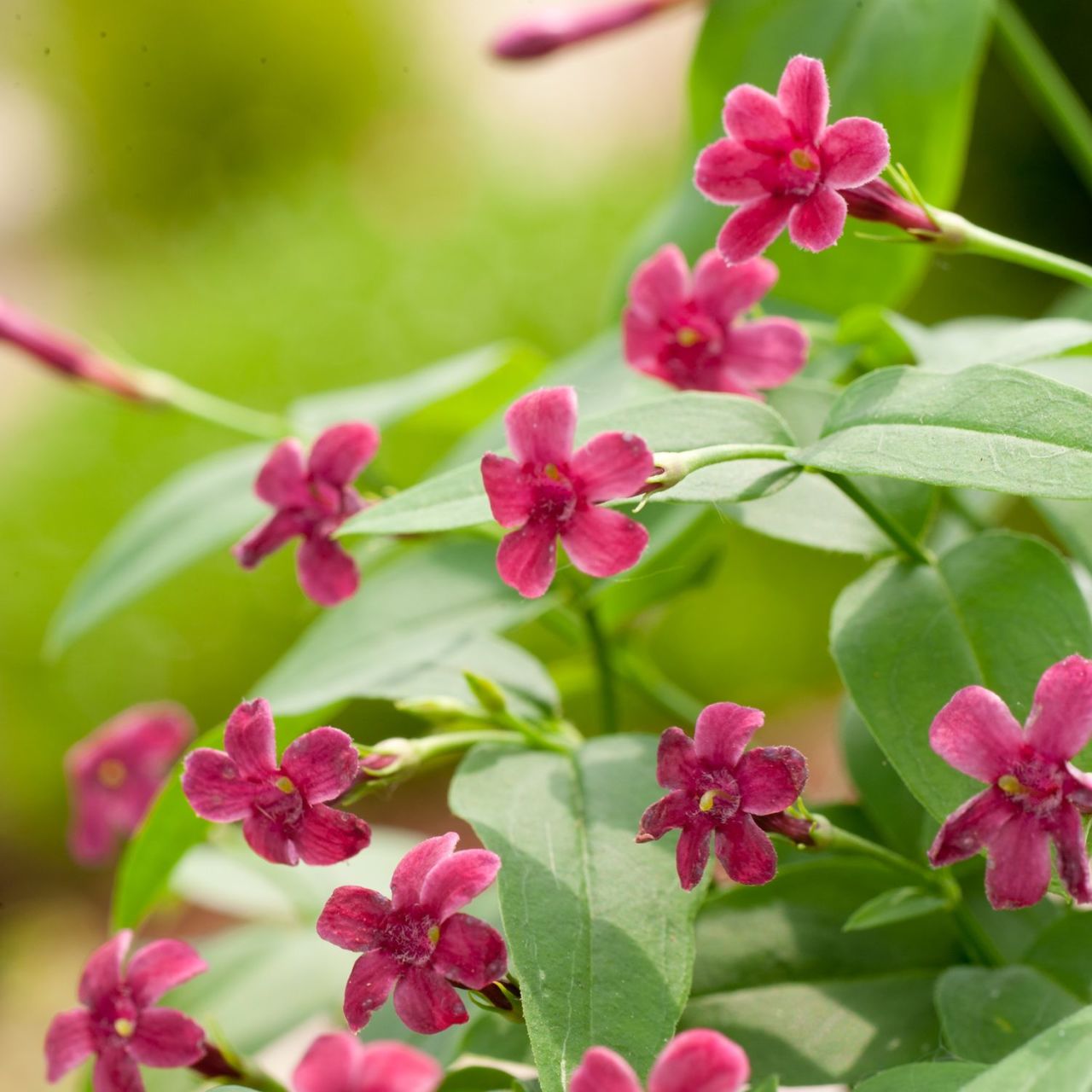 Tüplü Kırmızı Çiçekli Yasemin Jasminum Beesianum Fidanı