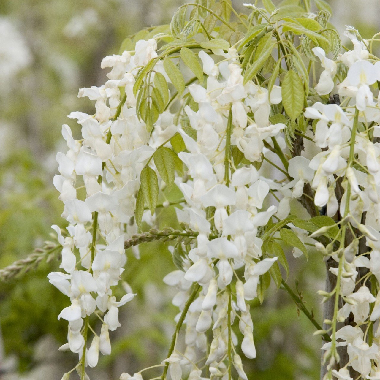 Yoğun Kokulu Wisteria Floribunda Alba Beyaz Mor Salkım Fidanı