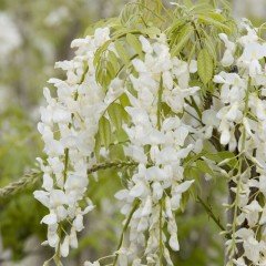 Yoğun Kokulu Wisteria Floribunda Alba Beyaz Mor Salkım Fidanı