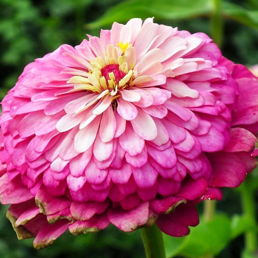 Rose Super Yoga Zinya Çiçeği Tohumu (40 tohum)