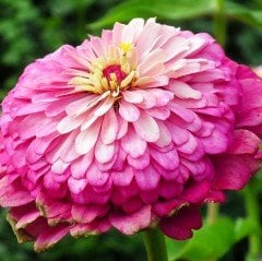 Rose Super Yoga Zinya Çiçeği Tohumu (40 tohum)