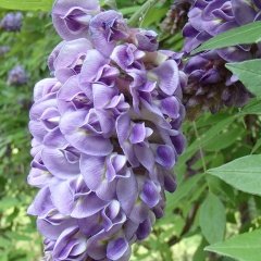 Yoğun Kokulu Wisteria Amethyst Falls Fuşya Rengi Mor Salkım Fidanı