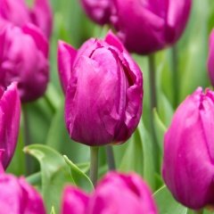 Purple Prince Mor Lale Soğanı (5 Adet)