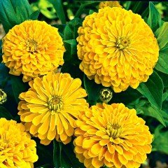 Yoga Super Elegans Golden Yellow Zinya Çiçeği Tohumu (40 tohum)