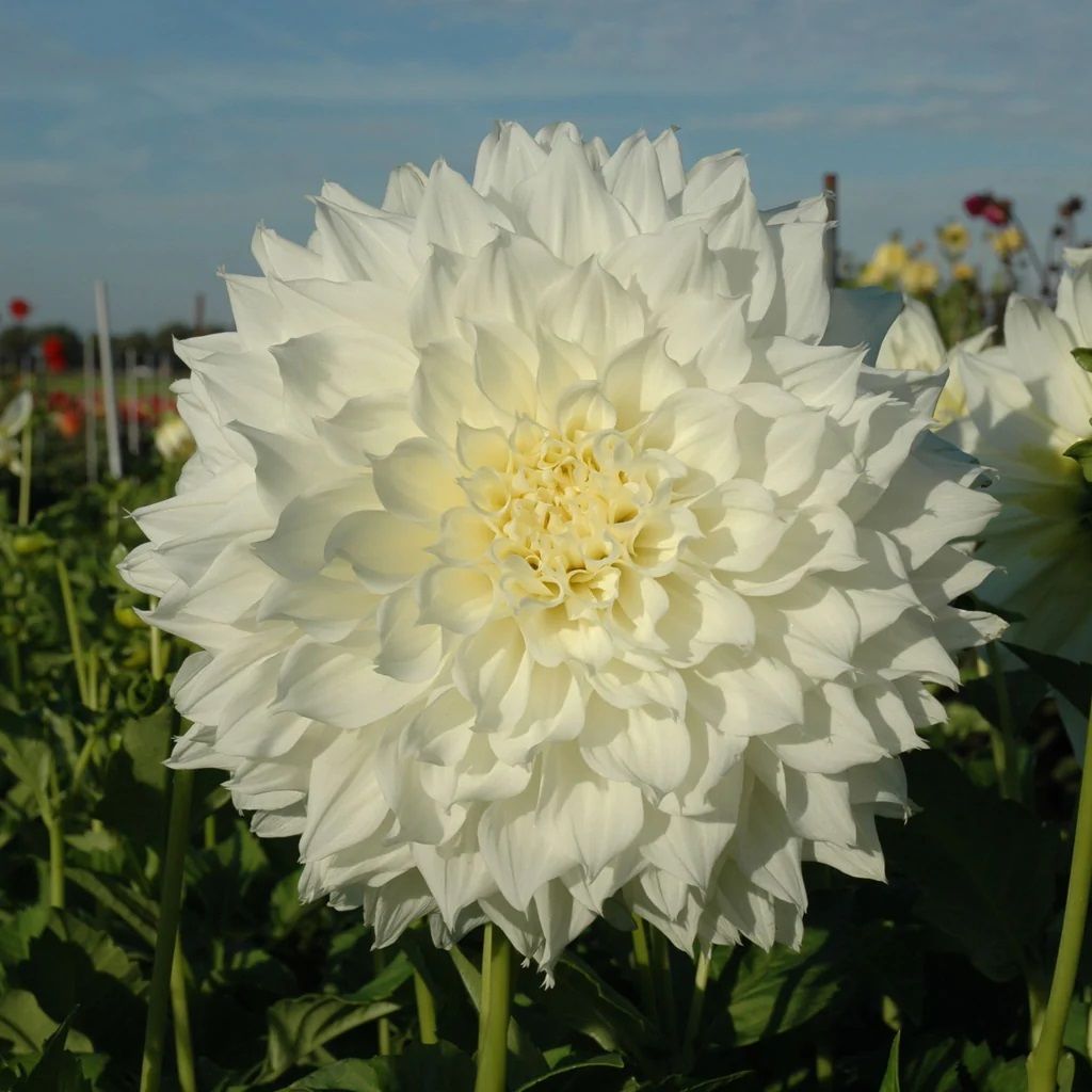 Fleurel Büyük Beyaz Çiçekli Dahlia Yıldız Yumrusu (1 adet)