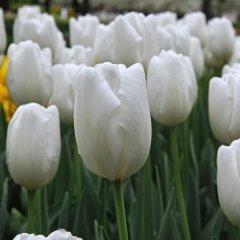 White Heaven Beyaz Lale Soğanı (5 Adet)