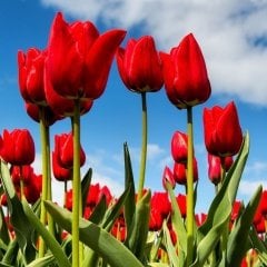 Ben Van Zanten Kırmızı Lale Soğanı (5 Adet)