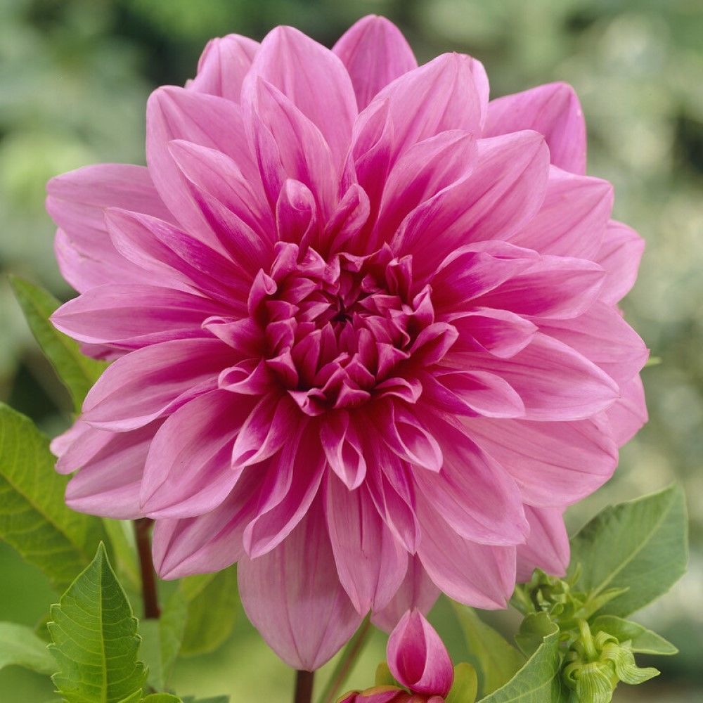 Lavender Perfection Özel Çiçekli Dahlia Yıldız Yumrusu (1 adet)