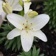 White Joy Lily Kokulu Beyaz Zambak Soğanı (1 Adet)