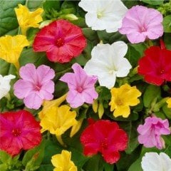 Mixed Bicolor Akşam Sefası Çiçeği Tohumu (20 tohum)