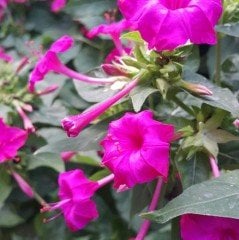 Pink Violet Akşam Sefası Çiçeği Tohumu (20 tohum)