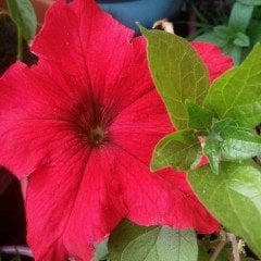 Red Bright Akşam Sefası Çiçeği Tohumu (20 tohum)