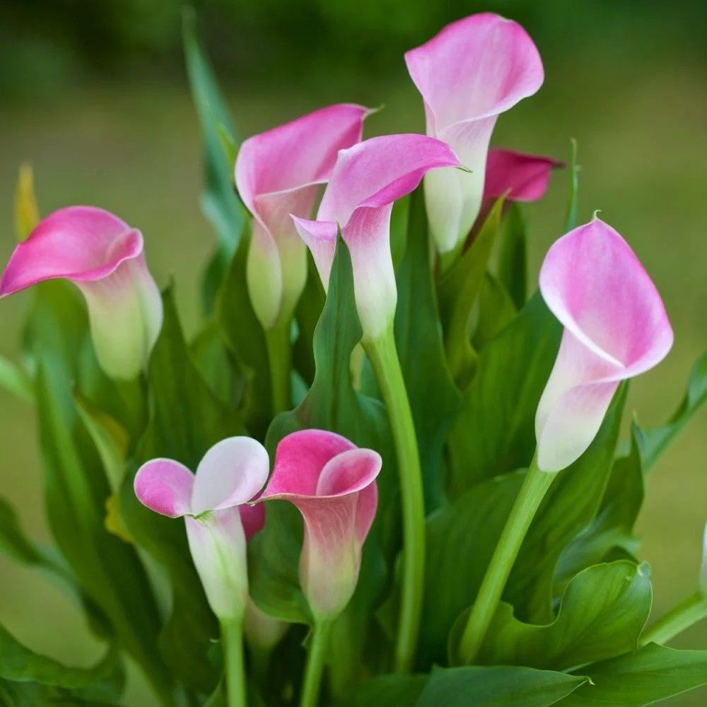 Pink Puppy Calla Gala (Gelin) Çiçeği Soğanı (1 Adet)