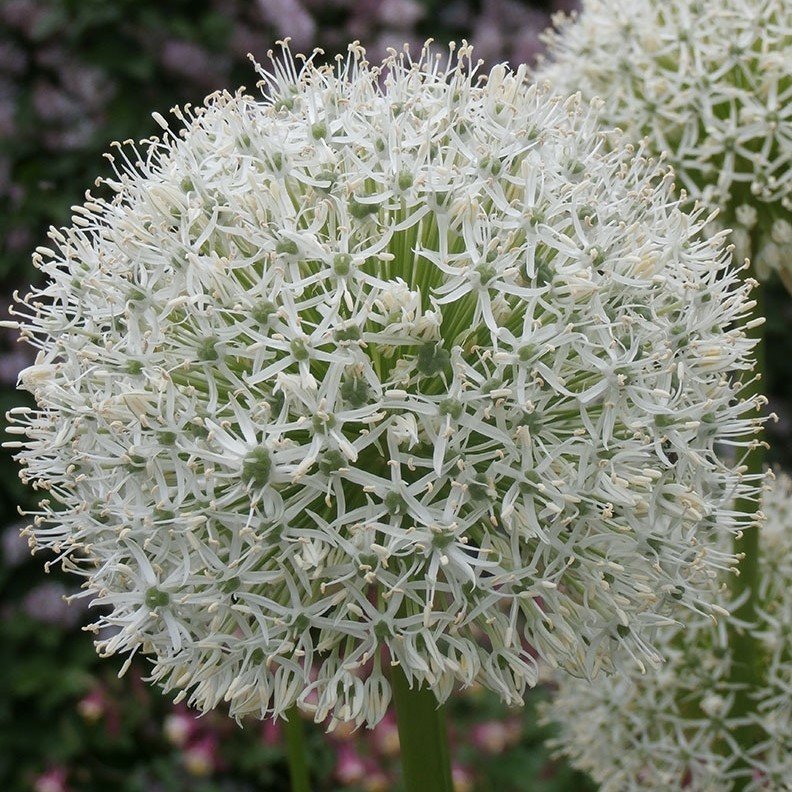 Allium Çiçeği Tohumu Beyaz Renkli (5 tohum)
