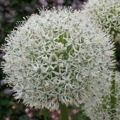 Allium Çiçeği Tohumu Beyaz Renkli (5 tohum)