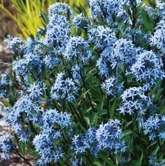 Amsonia Nadir Mavi Yıldız Çiçeği Tohumu (10 tohum)